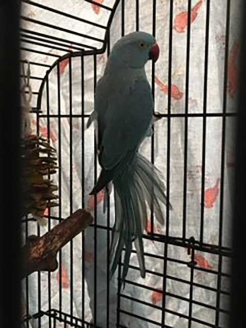 Cockatoo in a covered cage.